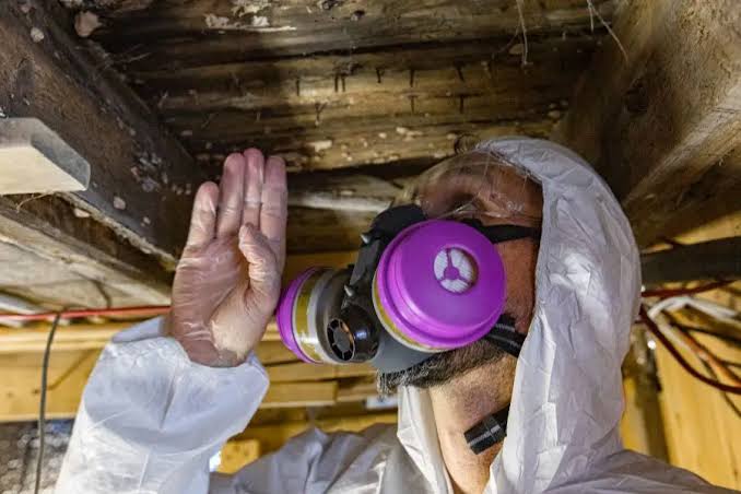 Termite Inspection